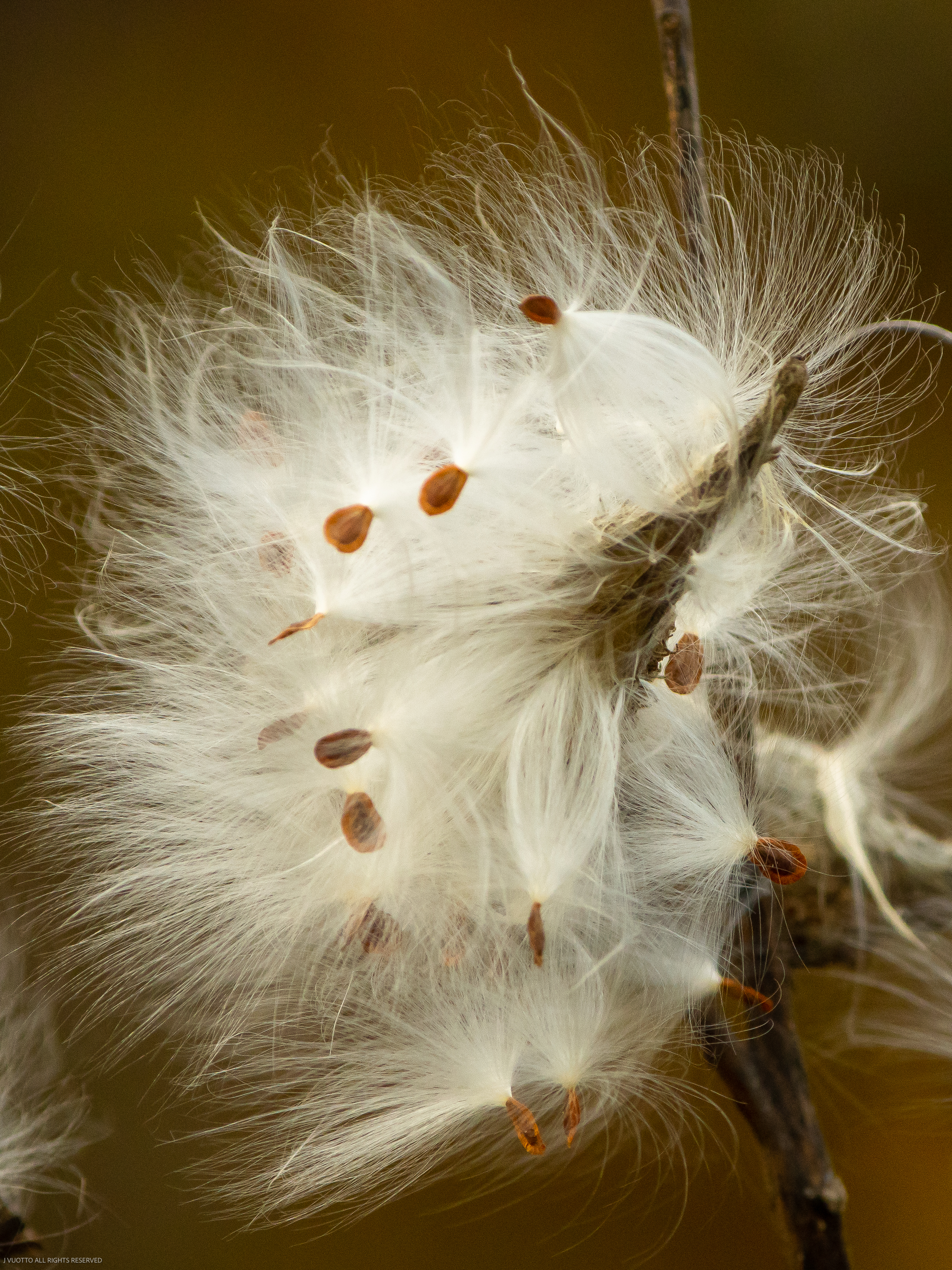 close up of an opening milkweed seed pod